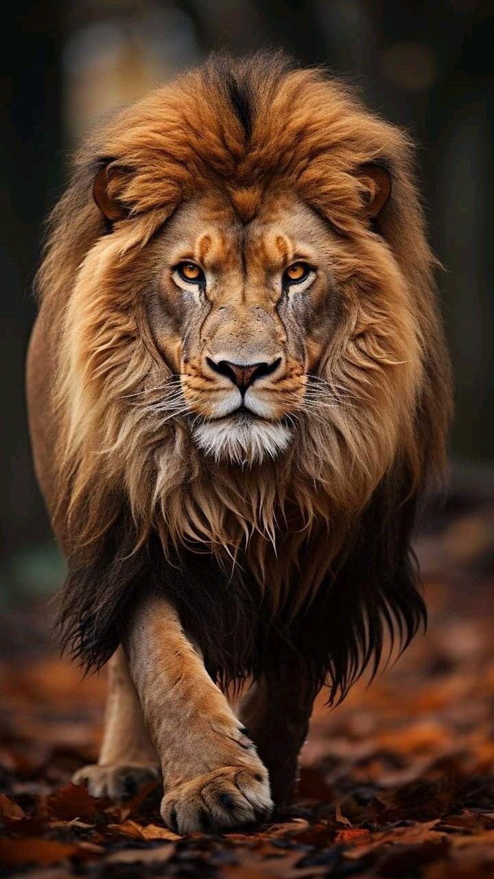 Portrait Lion